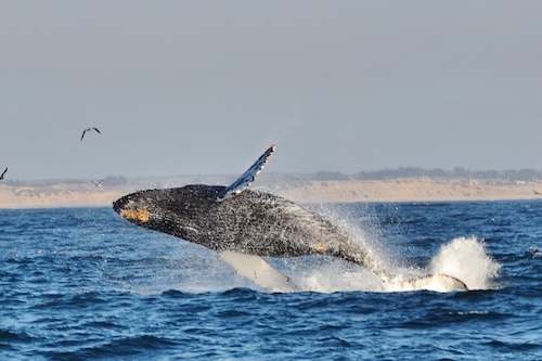 Hui Humpback